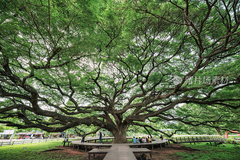 游客参观和放松在最大的雨树或Samanea Saman